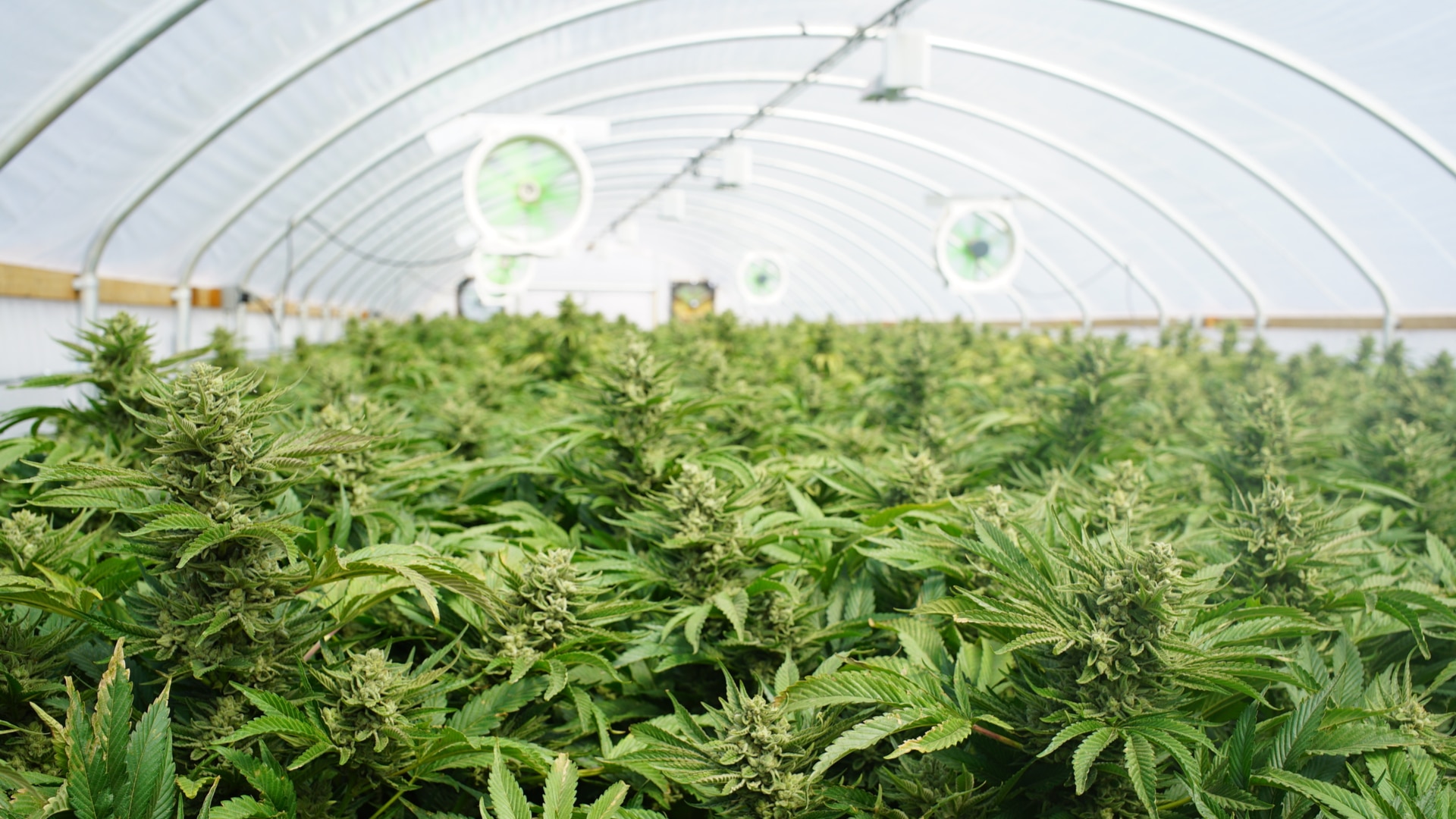 How to Grow Dense Buds