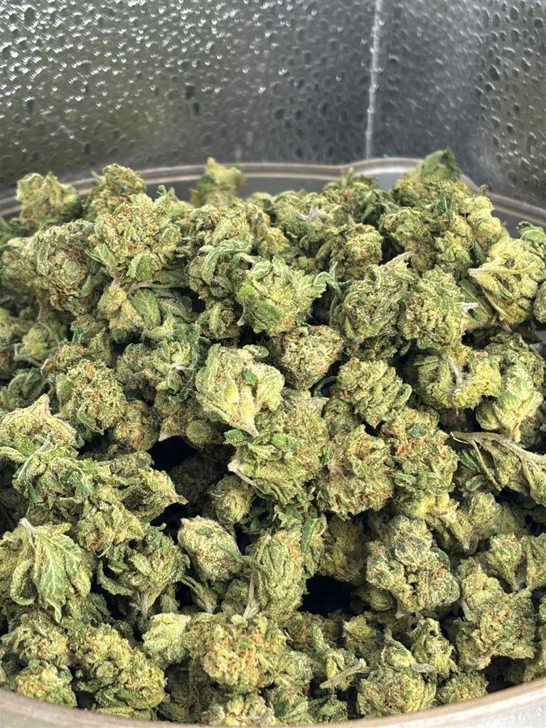 BlueDream x Jack Sung