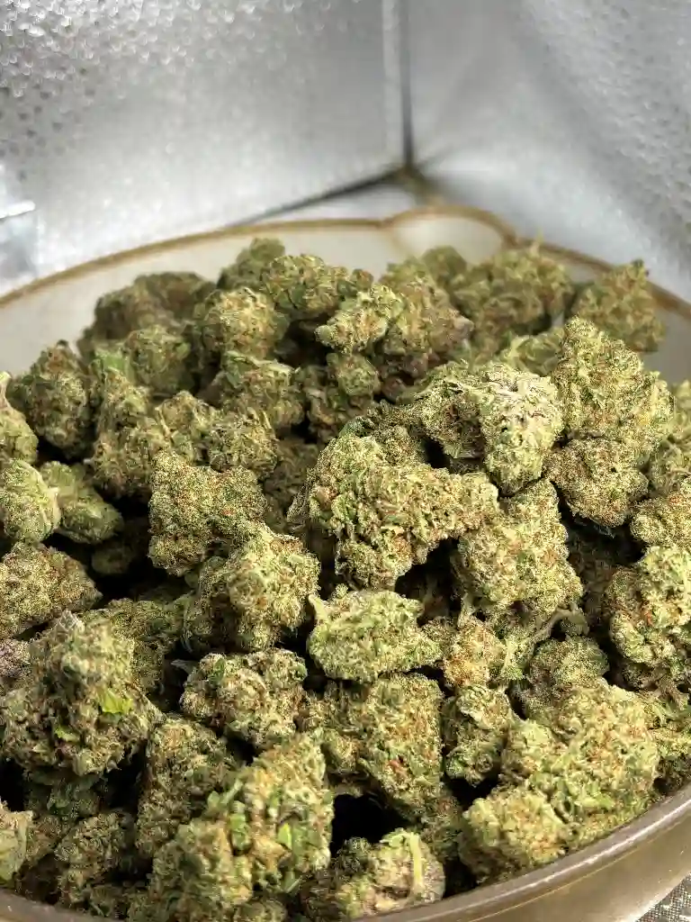 Bubblegum Gelato Exotic