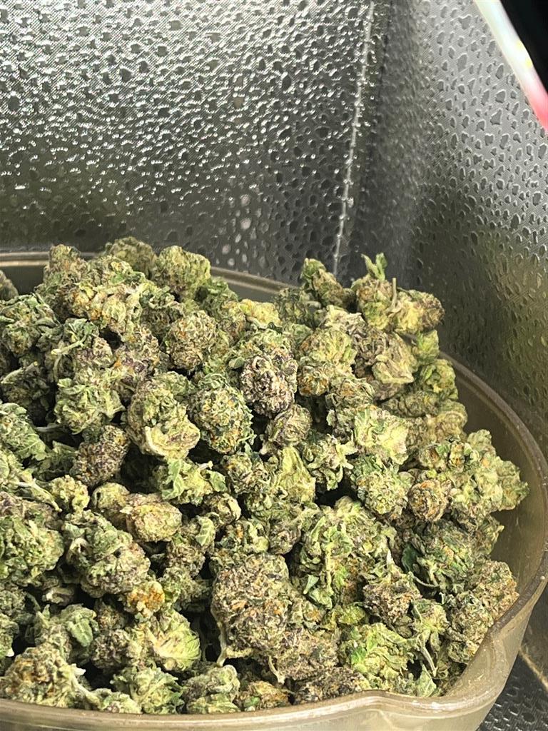 Gelato 41 Exotic Smal