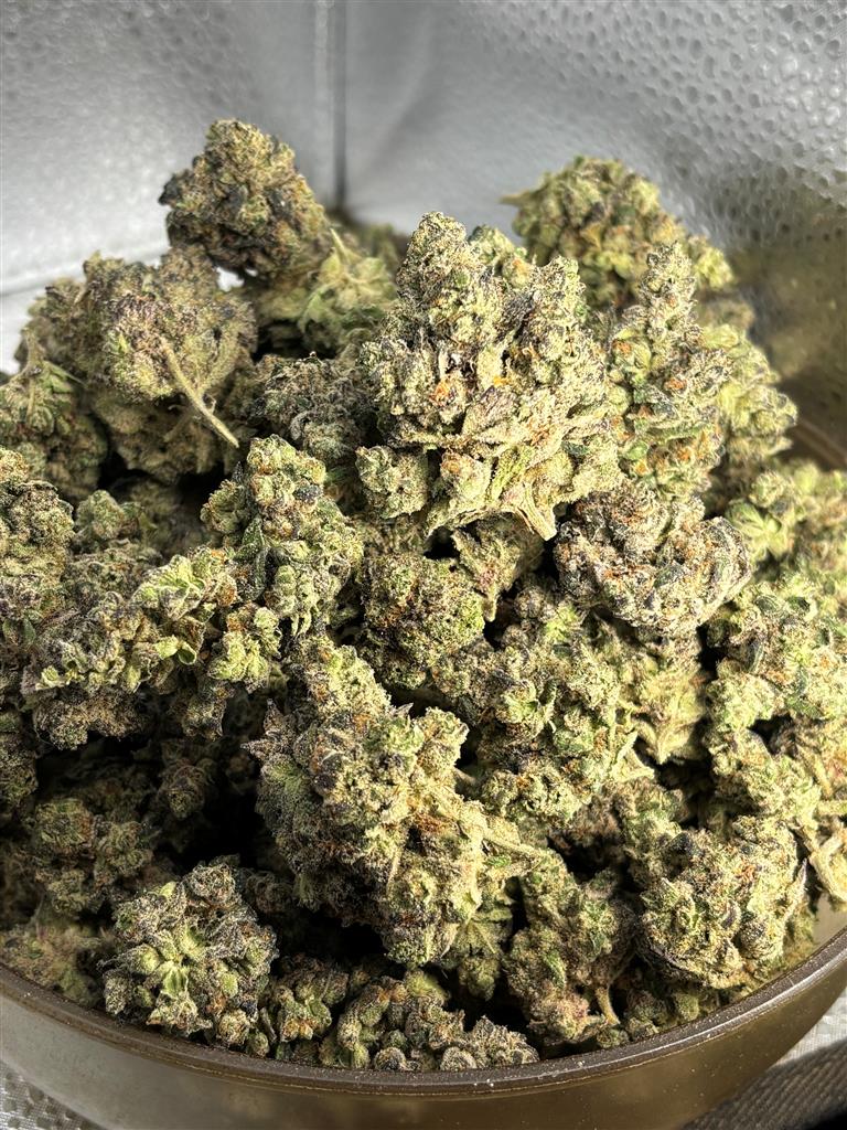 LA Pop Rocks Exotic