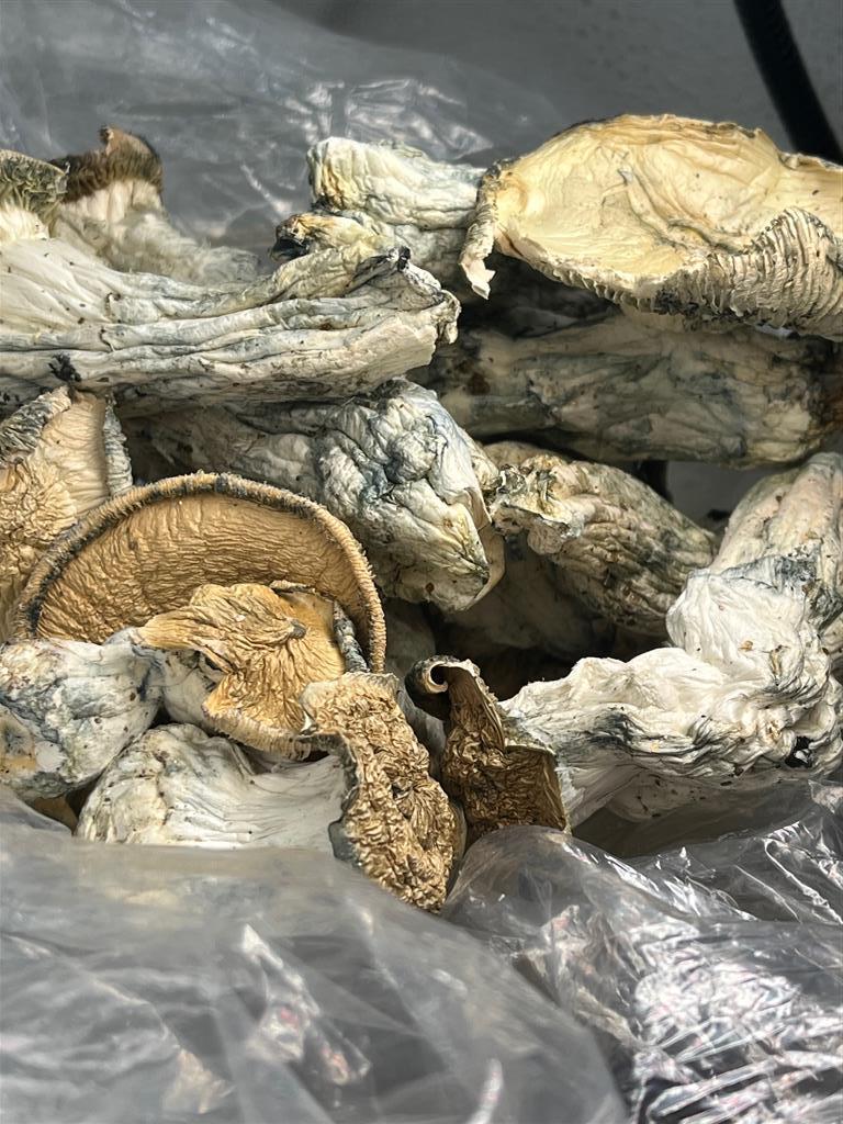 MakillaGorillaShrooms