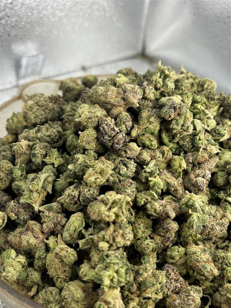 Mochi Runtz Indoor Sm