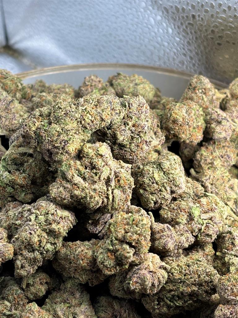 Pink Guava Indoor