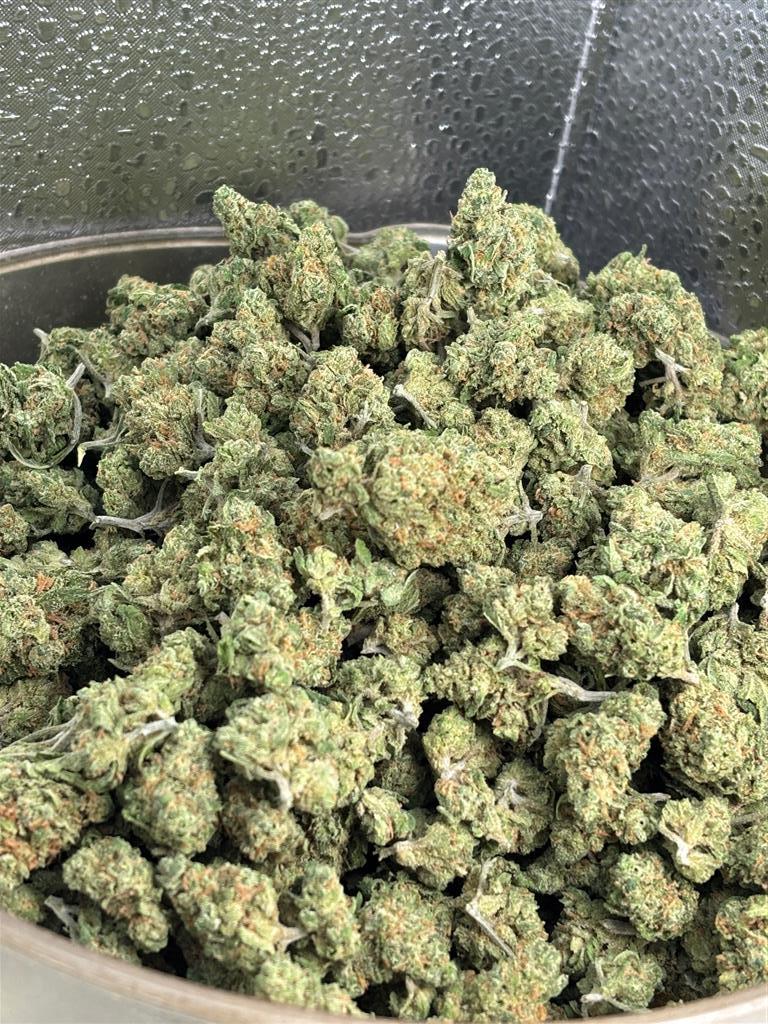 BlueDreamSmallSungrow