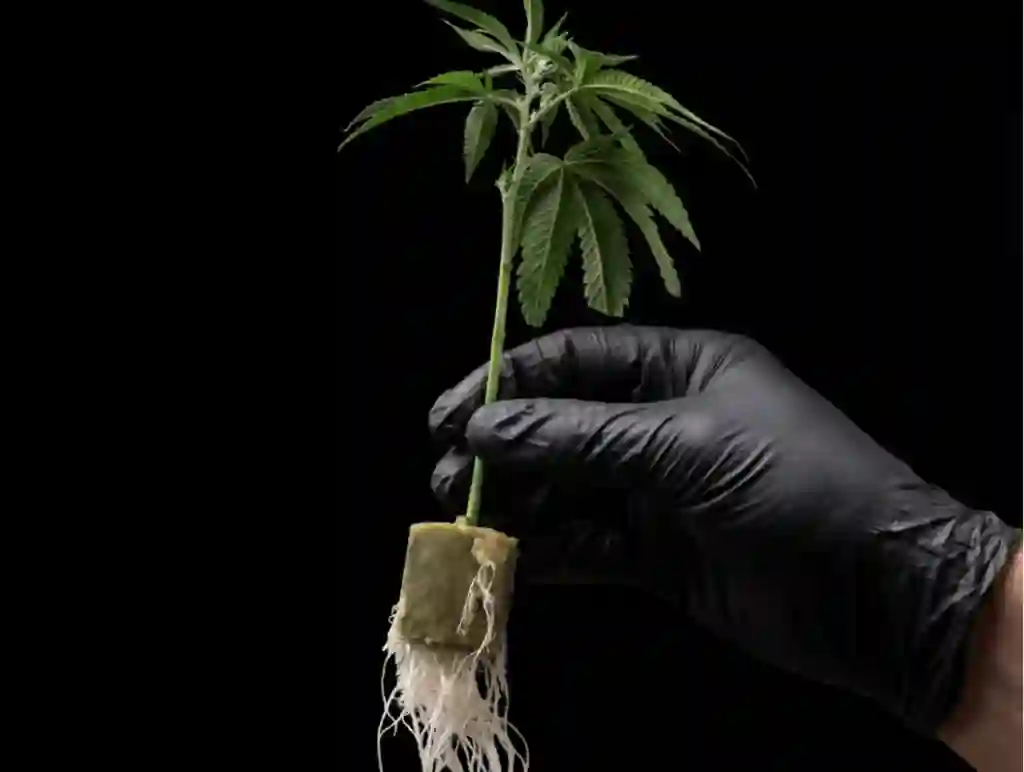 Clones (SuperRoots)