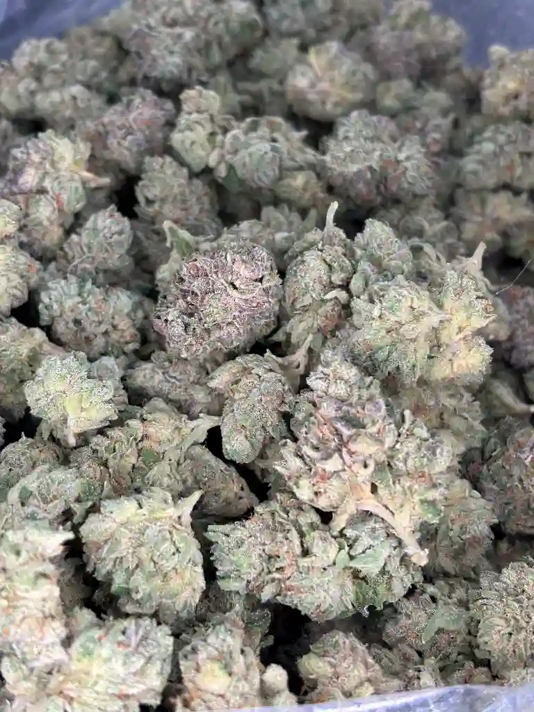 Giraffe Pussy  x Animal Cookies Exotic