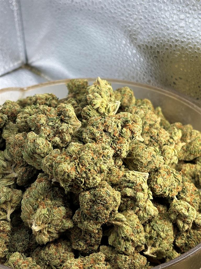 King Louis Og Indoor
