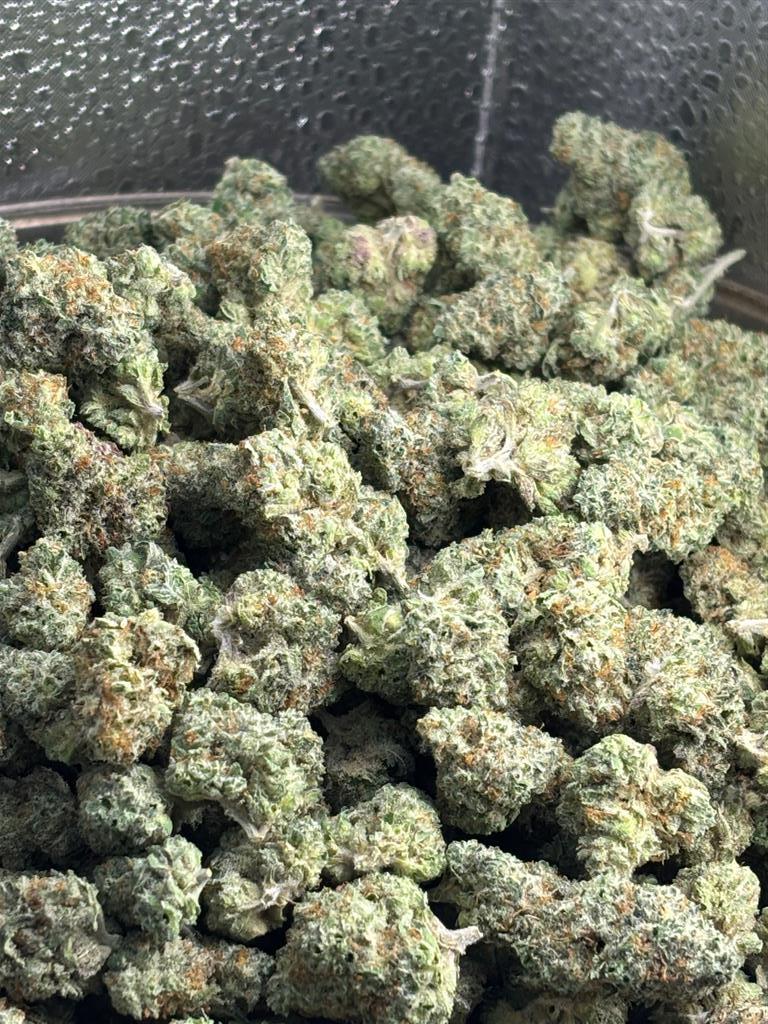 Lamb's Breath Indoor 