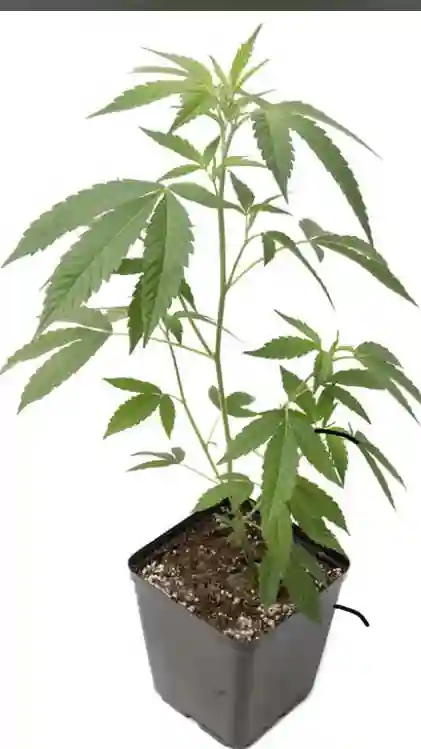 1-2 Foot Tall Teen