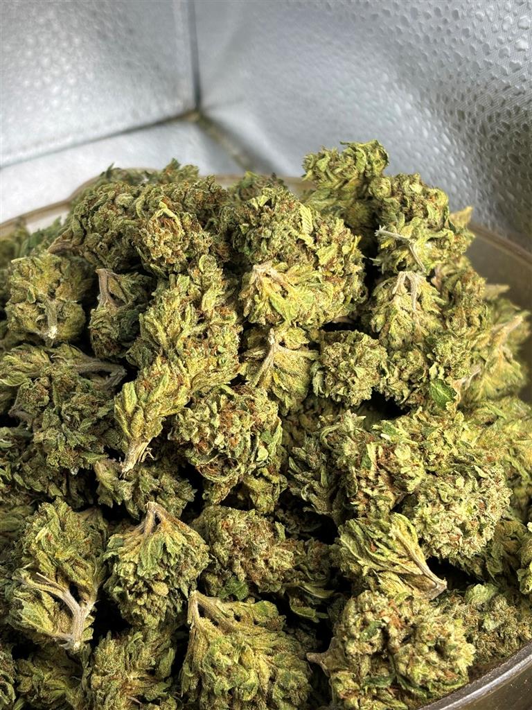 SFV OG Sungrown
