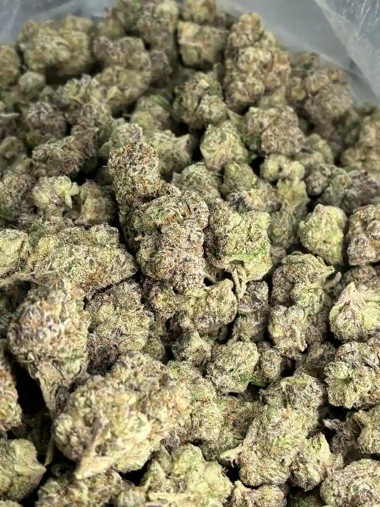 Sugar Runtz Exotic