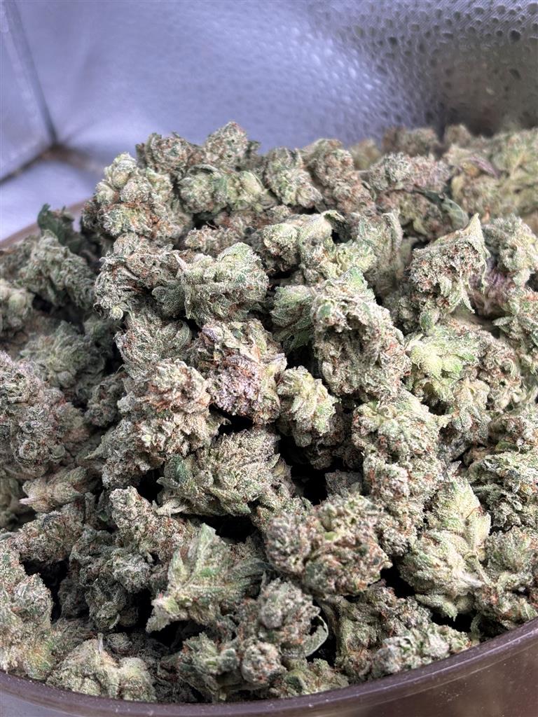 Super Glue Exotic
