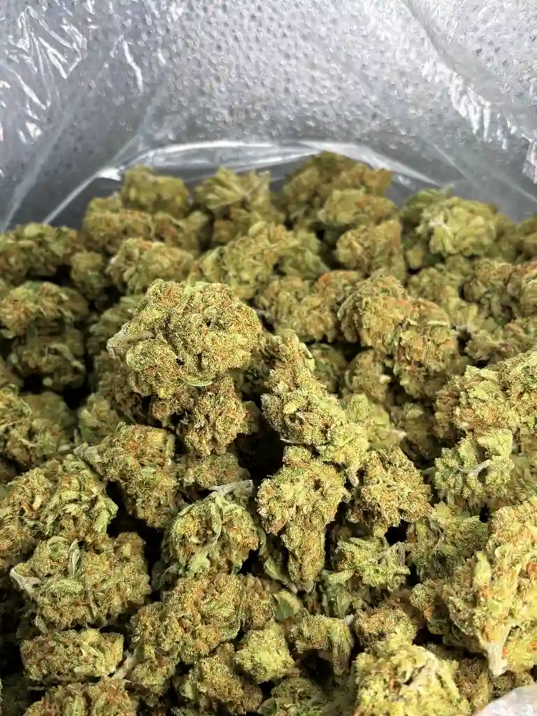 Super Lemon Haze Indoor