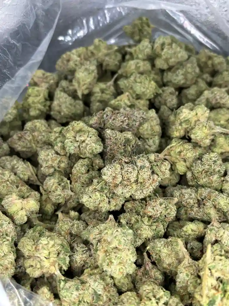 White Nerds Exotic