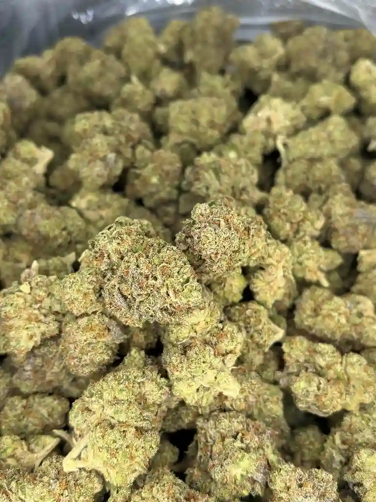 White Truffle Exotic